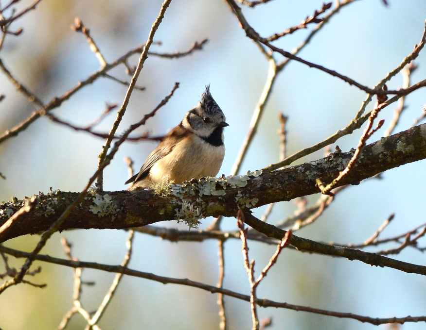 Mésange huppée